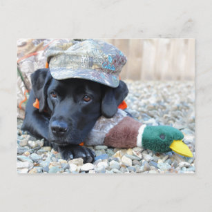 Carte Postale Black Labrador Retriever mignon Chien de chasse de