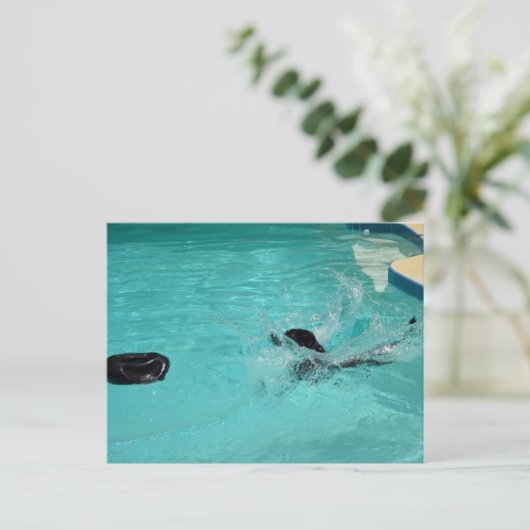 Carte Postale Black Labrador Retriever S'Enfonce Dans Le Pool (Debout devant)