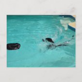 Carte Postale Black Labrador Retriever S'Enfonce Dans Le Pool (Devant)