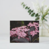 Carte Postale Black Lace Elderberry (Debout devant)