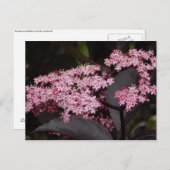 Carte Postale Black Lace Elderberry (Devant / Derrière)