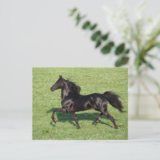 Carte Postale Black Morgan Stallion Mane et traîne (Debout devant)