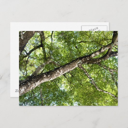 Carte Postale BLack Olive Tree Canopy (Devant / Derrière)