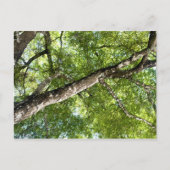 Carte Postale BLack Olive Tree Canopy (Devant)