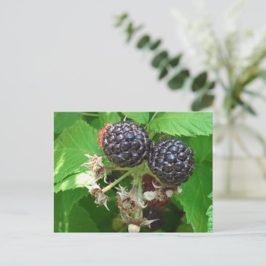 Carte postale Black Raspberry (Debout devant)