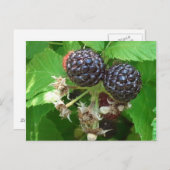 Carte postale Black Raspberry (Devant / Derrière)