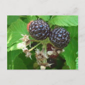 Carte postale Black Raspberry (Devant)