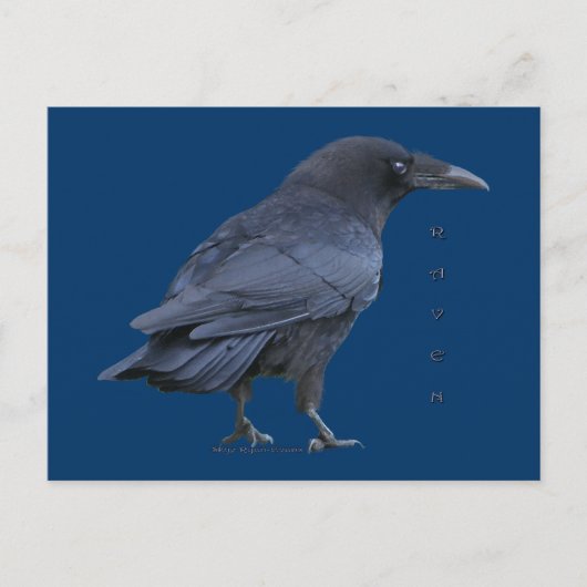 Carte postale Black Raven III (Devant)