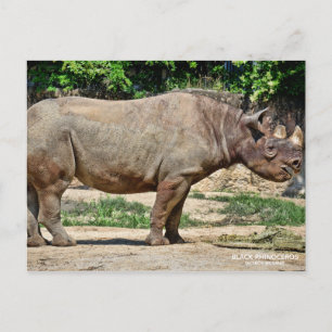 Carte Postale Black Rhinoceros [Carte Postale] ポ ー ド