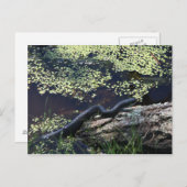 Carte postale Black Snake #6543 (Devant / Derrière)