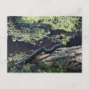 Carte postale Black Snake #6543