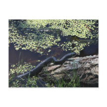 Carte postale Black Snake #6543