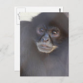 Carte postale Black Spider Monkey (Devant / Derrière)