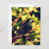 Carte Postale Black Starling (Devant / Derrière)