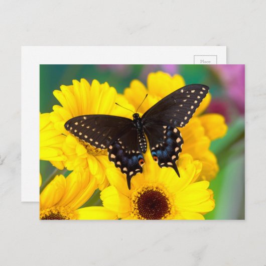Carte Postale Black Swallowtail (Devant / Derrière)