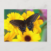 Carte Postale Black Swallowtail (Devant)