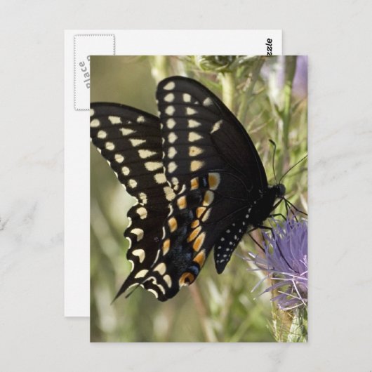 Carte postale Black Swallowtail Button (Devant / Derrière)