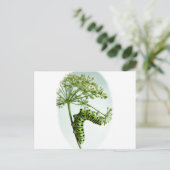 Carte Postale Black Swallowtail Caterpillar mangeant du persil (Debout devant)