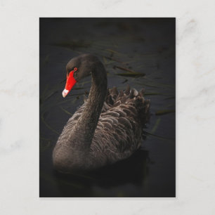 Carte Postale Black swan