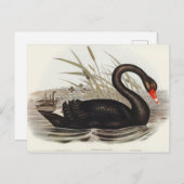 Carte Postale Black Swan par Elizabeth Gould (Devant / Derrière)
