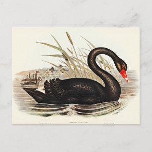 Carte Postale Black Swan par Elizabeth Gould