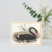 Carte Postale Black Swan Vintage (Debout devant)