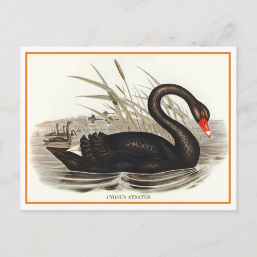 Carte Postale Black Swan Vintage (Devant)