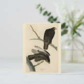Carte Postale Black Warrior (Buse à queue rouge) d'Audubon Birds (Debout devant)