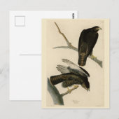 Carte Postale Black Warrior (Buse à queue rouge) d'Audubon Birds (Devant / Derrière)