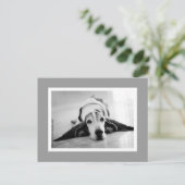 Carte postale Black & White Basset (Debout devant)