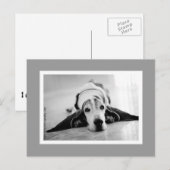 Carte postale Black & White Basset (Devant / Derrière)
