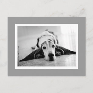 Carte postale Black & White Basset