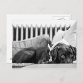 Carte Postale Black & White Chien Relaxant Sleepy Chocolate Lab (Devant / Derrière)