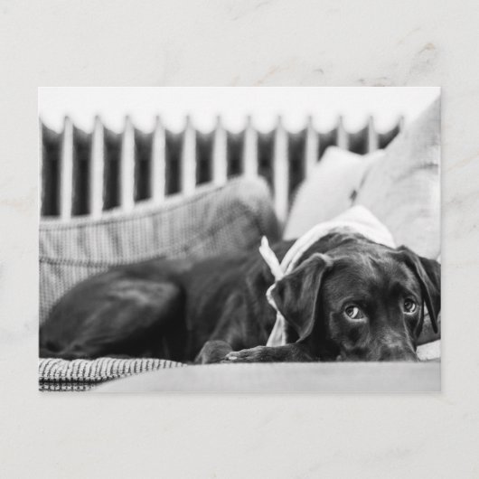 Carte Postale Black & White Chien Relaxant Sleepy Chocolate Lab (Devant)