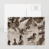 Carte postale Black & White Mallard Duck (Devant / Derrière)