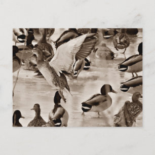 Carte postale Black & White Mallard Duck