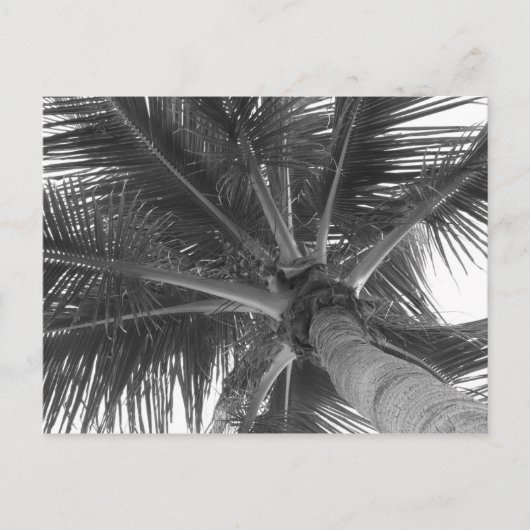 Carte postale Black & White Palm (Devant)