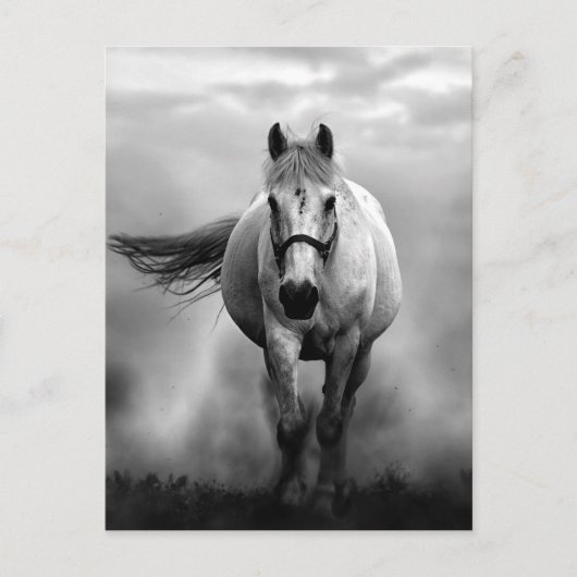 Carte Postale Black White Runse Horse Freedom (Devant)