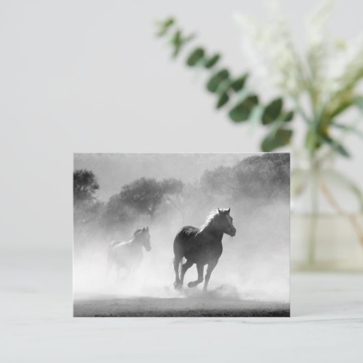 Carte Postale Black White Runses Horses Freedom (Debout devant)