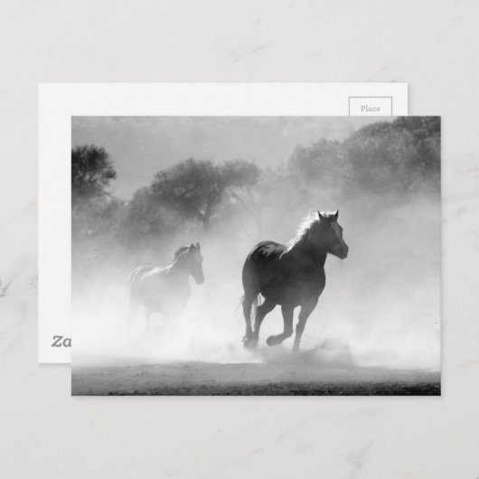 Carte Postale Black White Runses Horses Freedom (Devant / Derrière)