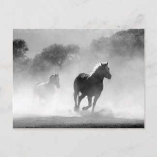 Carte Postale Black White Runses Horses Freedom