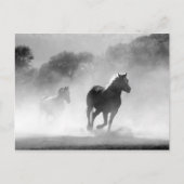 Carte Postale Black White Runses Horses Freedom (Devant)