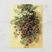 Carte Postale "Blackberries" par Paul de Longpré (Devant)