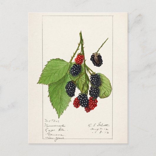 Carte Postale Blackberries (Rubus subg. Rubus Watson) (Devant)