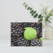 Carte Postale Blackberry (Debout devant)