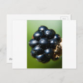 Carte Postale Blackberry (Devant / Derrière)