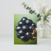 Carte Postale Blackberry (Debout devant)