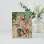 Carte postale Blackberry Bonanza (Debout devant)