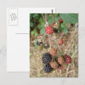 Carte postale Blackberry Bonanza (Devant / Derrière)