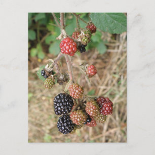 Carte postale Blackberry Bonanza